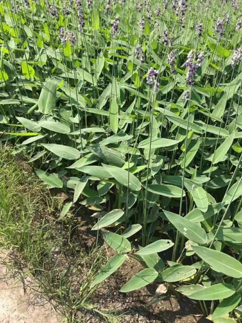 再力花种子盆栽庭院绿化净化水质花河道公园别墅鱼池绿植水生