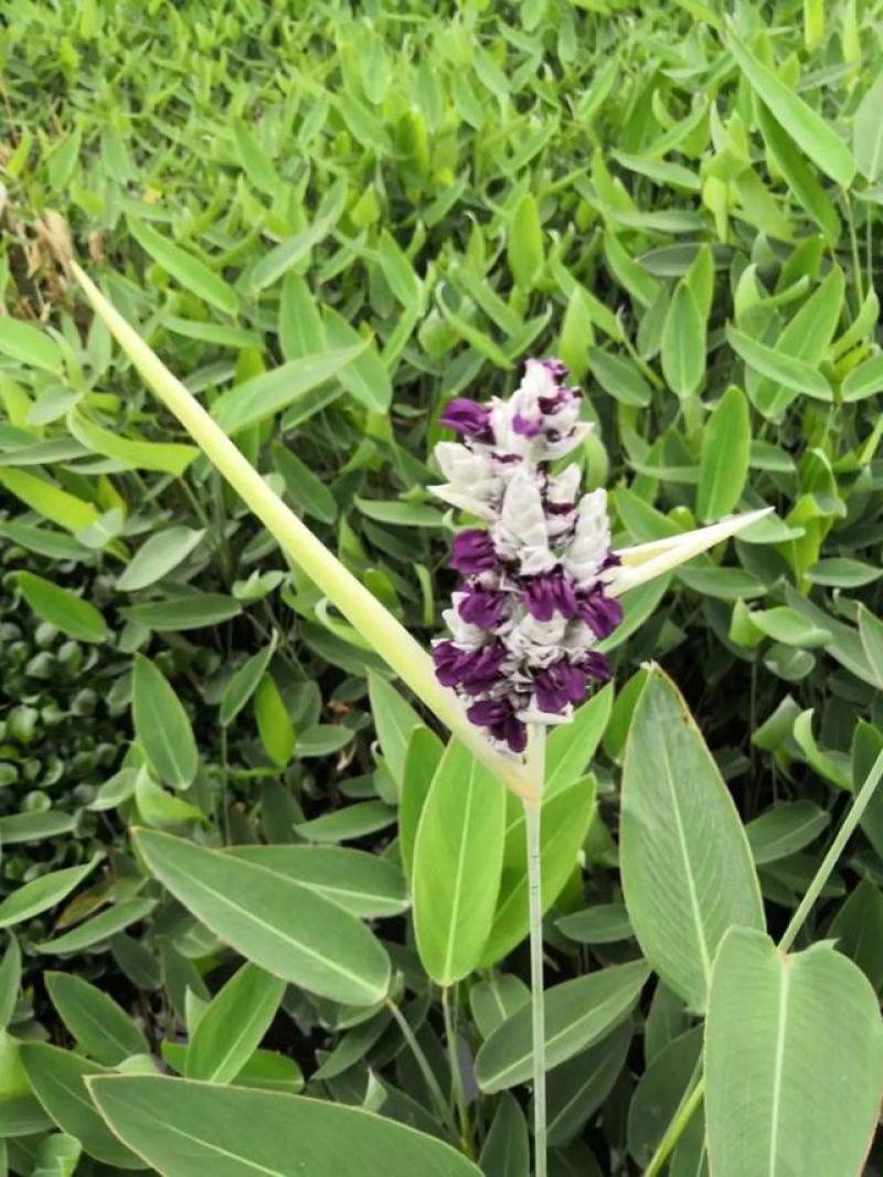 再力花种子盆栽庭院绿化净化水质花河道公园别墅鱼池绿植水生