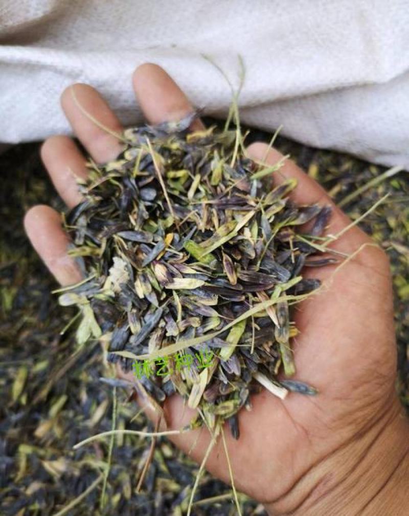 板蓝根种子中药材板蓝根苗植物板蓝根籽种籽中草药种植