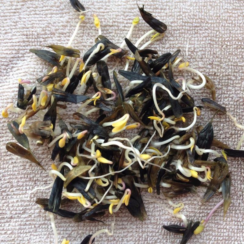 板蓝根种子中药材板蓝根苗植物板蓝根籽种籽中草药种植