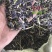 板蓝根种子中药材板蓝根苗植物板蓝根籽种籽中草药种植