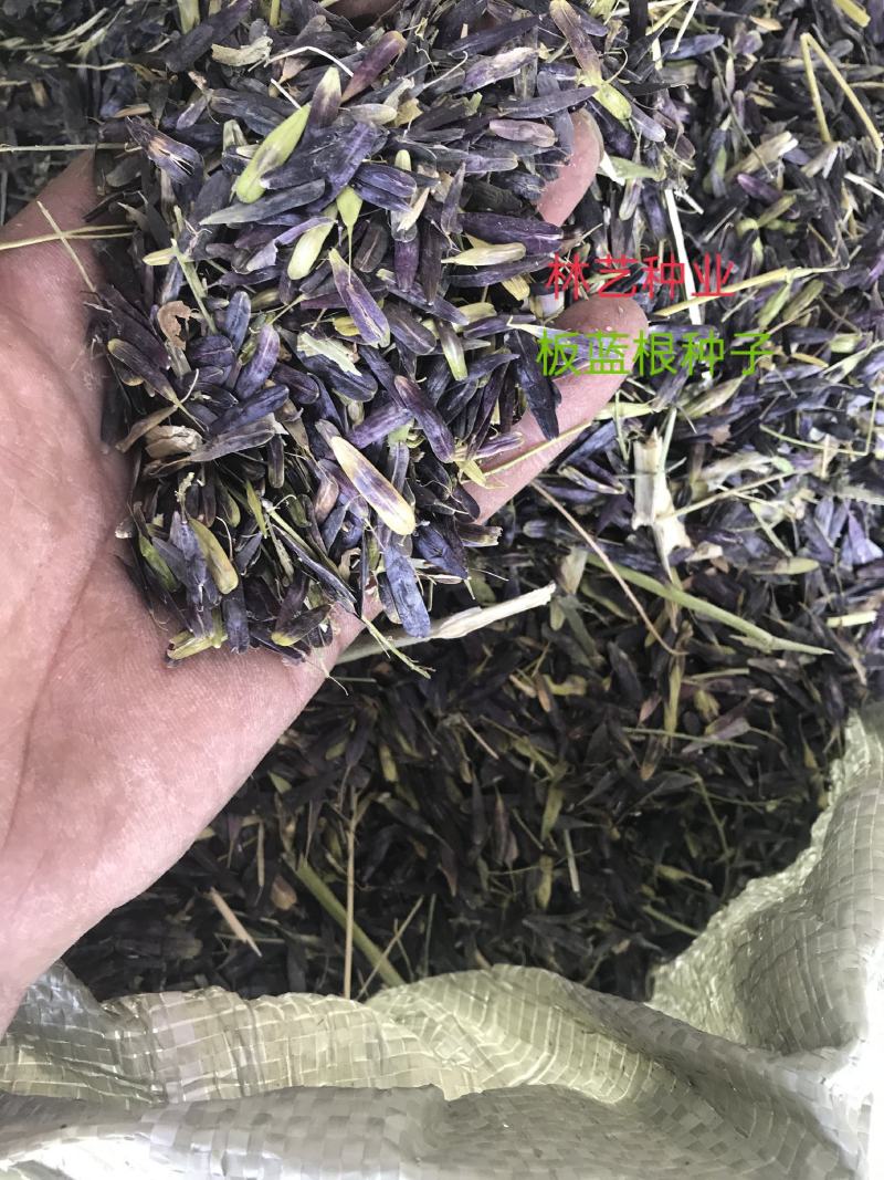 板蓝根种子中药材板蓝根苗植物板蓝根籽种籽中草药种植