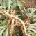 板蓝根种子中药材板蓝根苗植物板蓝根籽种籽中草药种植