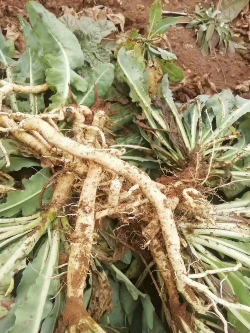 板蓝根种子中药材板蓝根苗植物板蓝根籽种籽中草药种植