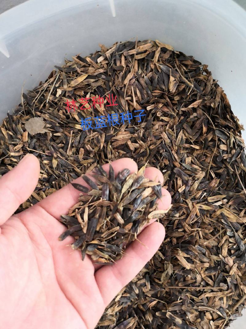 板蓝根种子中药材板蓝根苗植物板蓝根籽种籽中草药种植