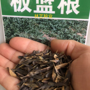 板蓝根种子中药材板蓝根苗植物板蓝根籽种籽中草药种植