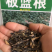 板蓝根种子中药材板蓝根苗植物板蓝根籽种籽中草药种植