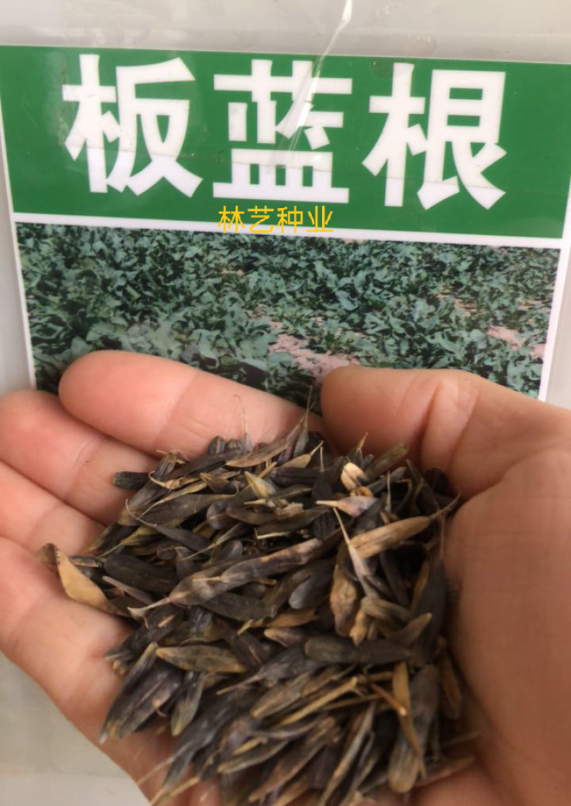板蓝根种子中药材板蓝根苗植物板蓝根籽种籽中草药种植