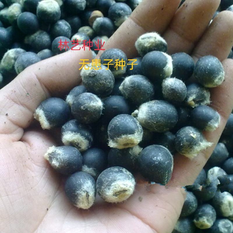 新采无患子种子黄金树种子洗手果肥皂树发芽率高净种
