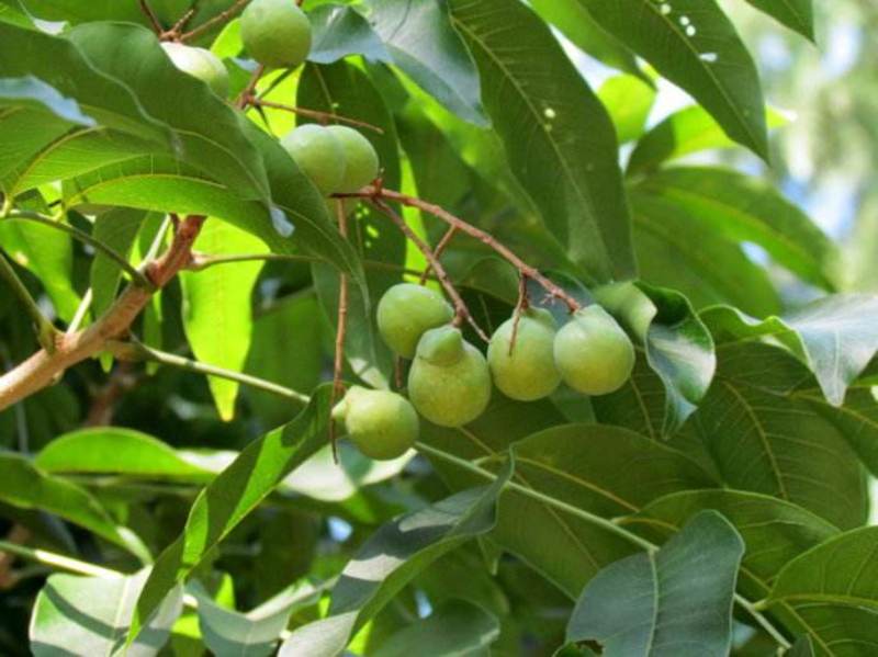 新采无患子种子黄金树种子洗手果肥皂树发芽率高净种