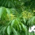新采无患子种子黄金树种子洗手果肥皂树发芽率高净种