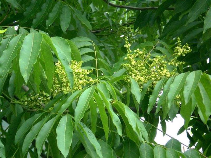 新采无患子种子黄金树种子洗手果肥皂树发芽率高净种