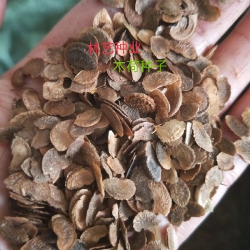 林木种子木荷种子木荷树种荷木荷树种子花木种子