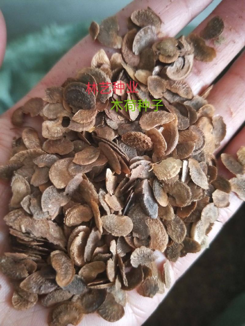 林木种子木荷种子木荷树种荷木荷树种子花木种子