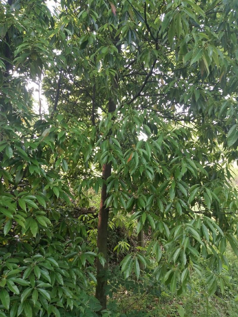 林木种子木荷种子木荷树种荷木荷树种子花木种子