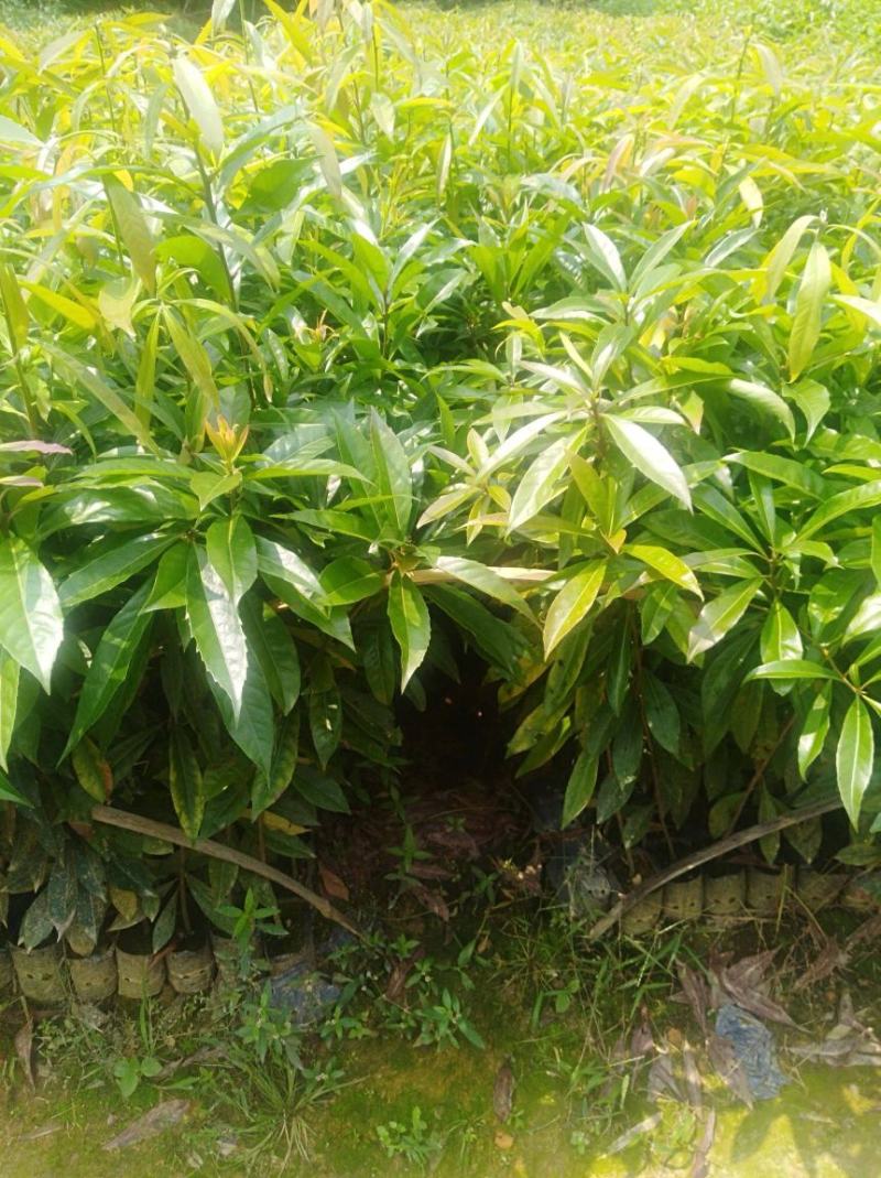 林木种子木荷种子木荷树种荷木荷树种子花木种子