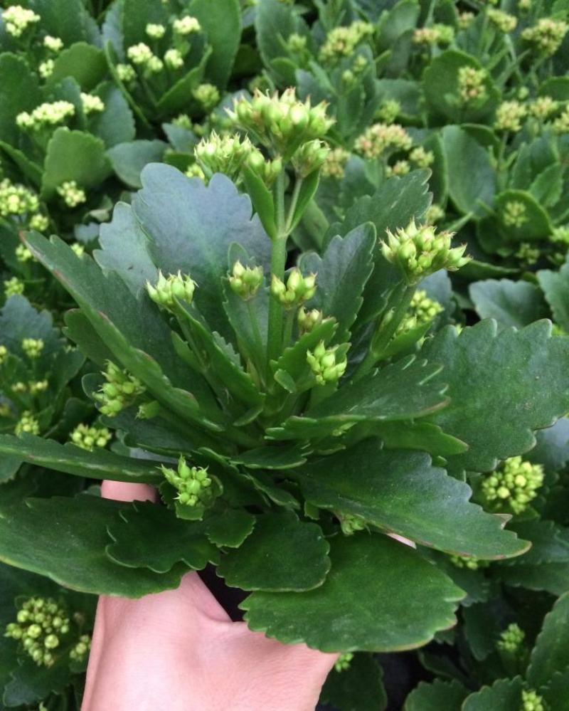 长寿花苗花盆栽重瓣花苗带花四季花卉植物净化空气吸甲醛