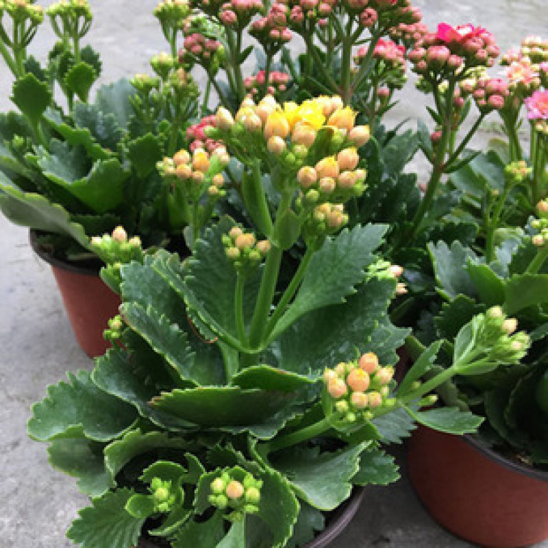 长寿花苗花盆栽重瓣花苗带花四季花卉植物净化空气吸甲醛