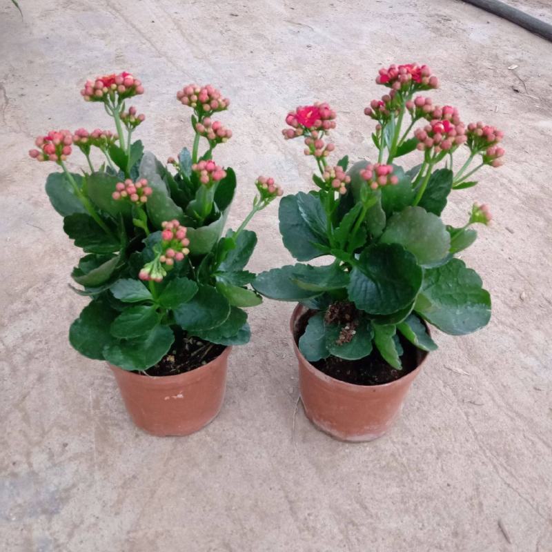 长寿花苗花盆栽重瓣花苗带花四季花卉植物净化空气吸甲醛