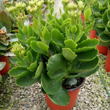 长寿花苗花盆栽重瓣花苗带花四季花卉植物净化空气吸甲醛