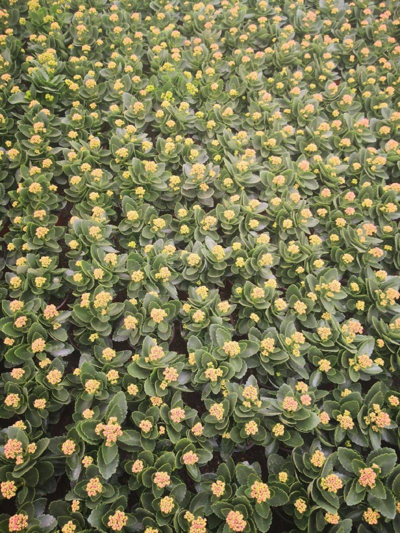 长寿花苗花盆栽重瓣花苗带花四季花卉植物净化空气吸甲醛