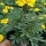 孔雀草盆栽花苗阳台庭院小万寿菊植物重瓣西番菊花卉臭菊