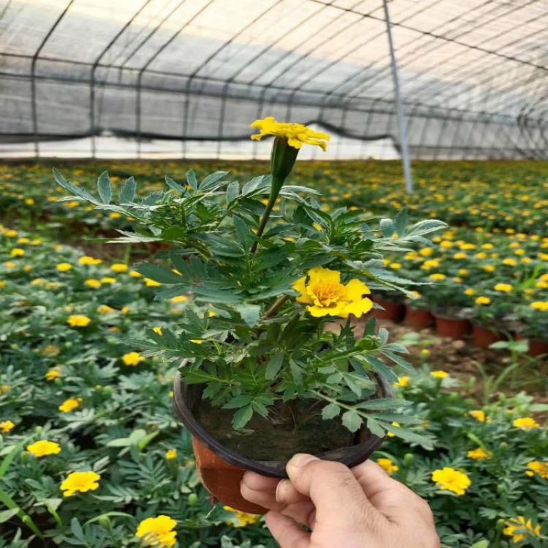 孔雀草盆栽花苗阳台庭院小万寿菊植物重瓣西番菊花卉臭菊