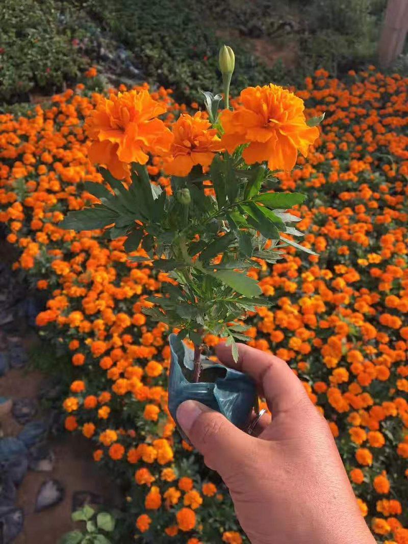 孔雀草盆栽花苗阳台庭院小万寿菊植物重瓣西番菊花卉臭菊