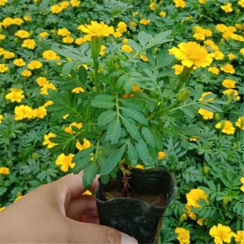 孔雀草盆栽花苗阳台庭院小万寿菊植物重瓣西番菊花卉臭菊