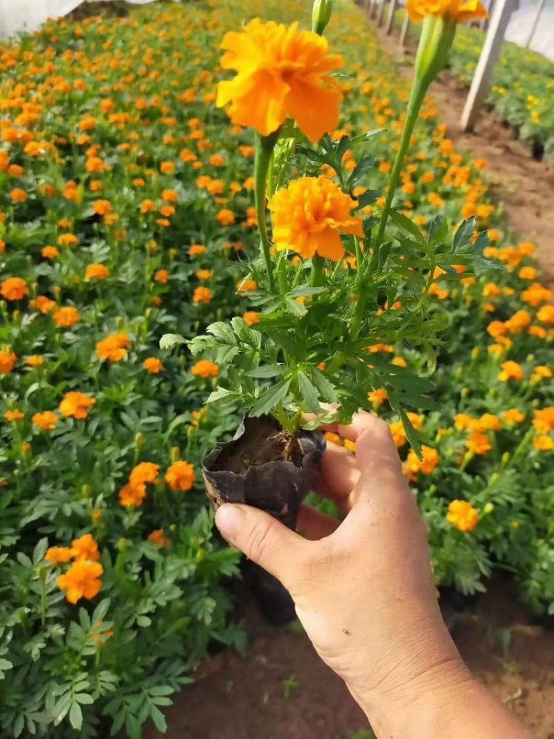 孔雀草盆栽花苗阳台庭院小万寿菊植物重瓣西番菊花卉臭菊
