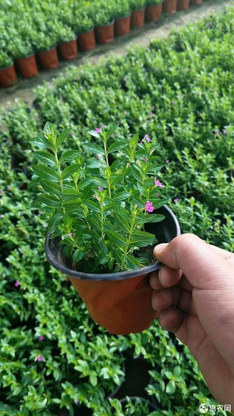 满天星盆栽带花苞植物室内阳台花卉绿植好养的花四季开花不断