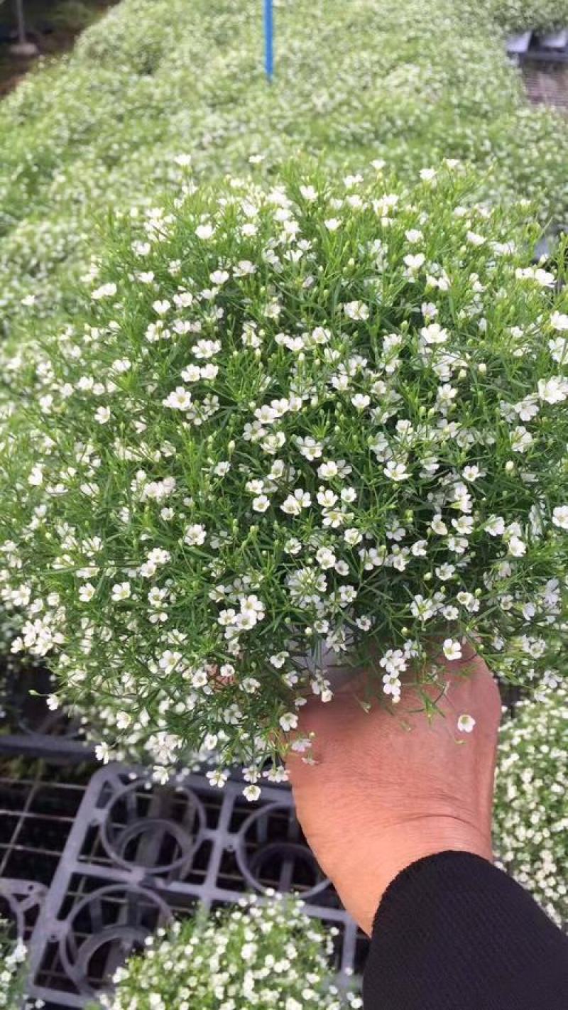 满天星盆栽带花苞植物室内阳台花卉绿植好养的花四季开花不断