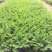 满天星盆栽带花苞植物室内阳台花卉绿植好养的花四季开花不断