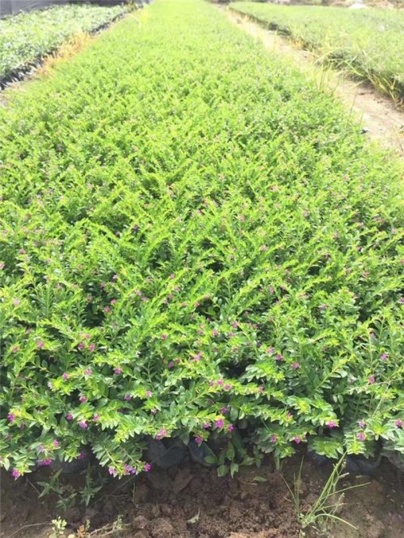 满天星盆栽带花苞植物室内阳台花卉绿植好养的花四季开花不断