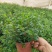 满天星盆栽带花苞植物室内阳台花卉绿植好养的花四季开花不断