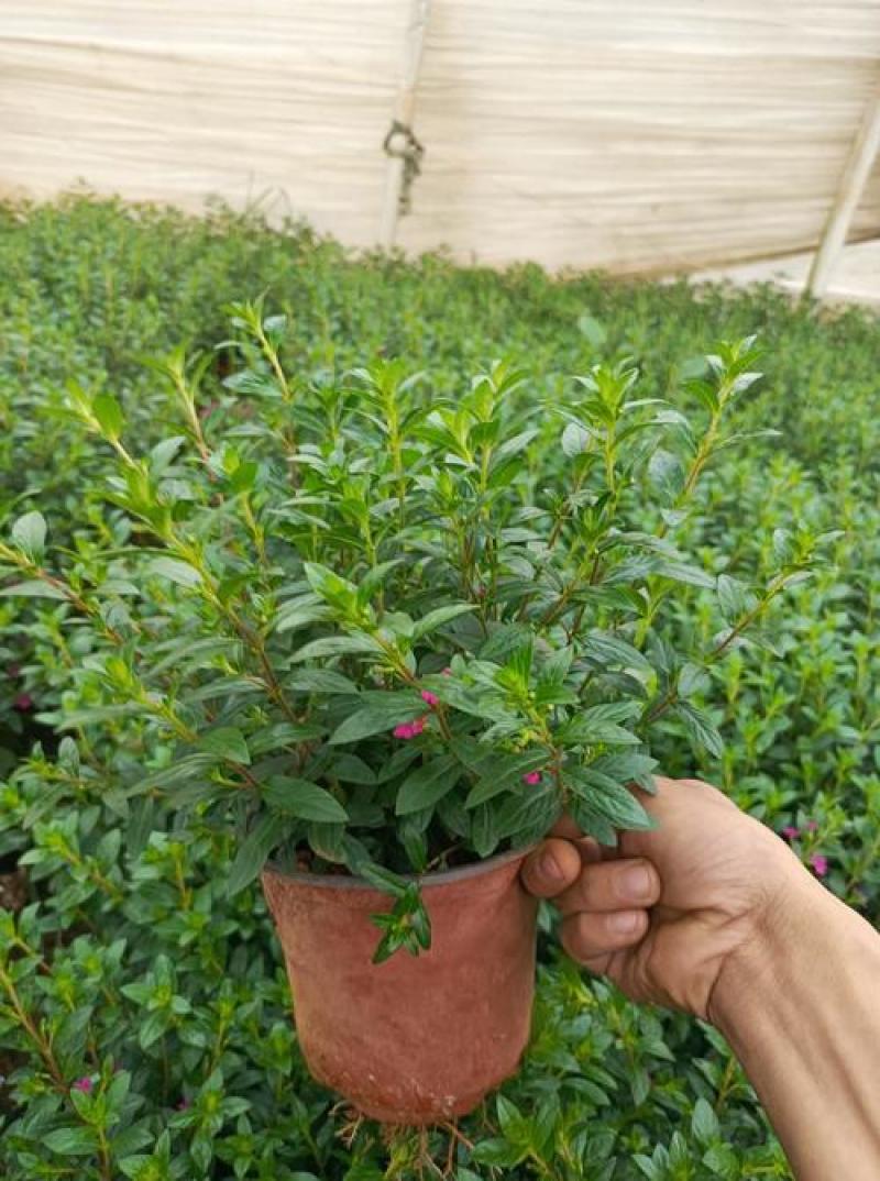 满天星盆栽带花苞植物室内阳台花卉绿植好养的花四季开花不断