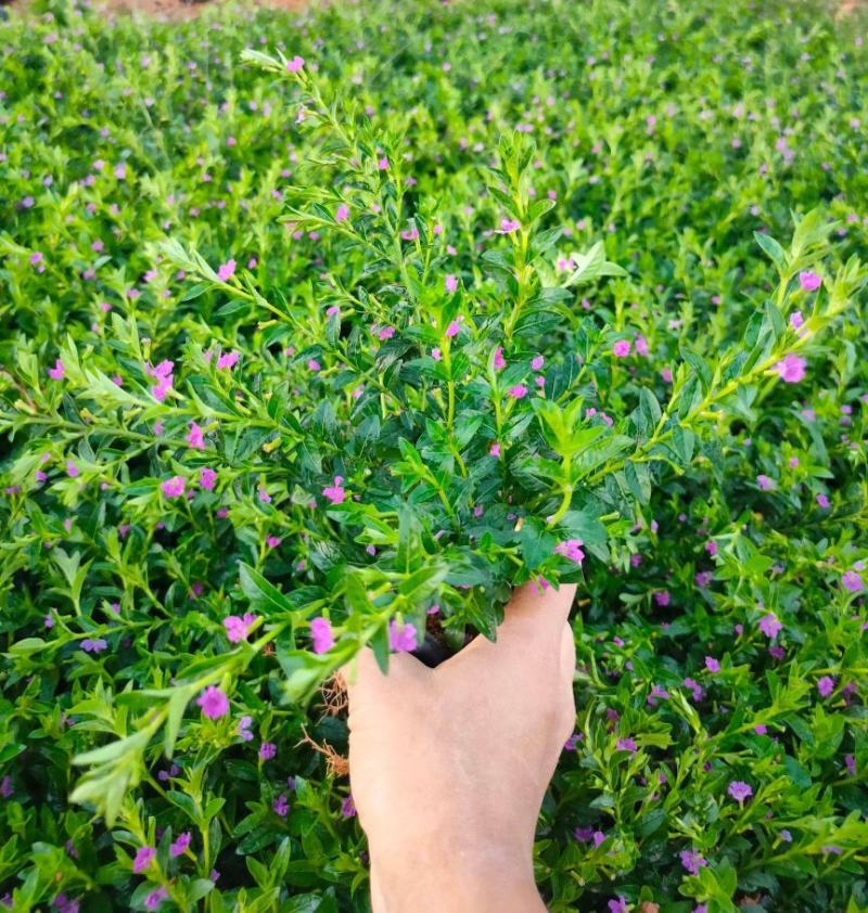 满天星盆栽带花苞植物室内阳台花卉绿植好养的花四季开花不断