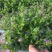 满天星盆栽带花苞植物室内阳台花卉绿植好养的花四季开花不断