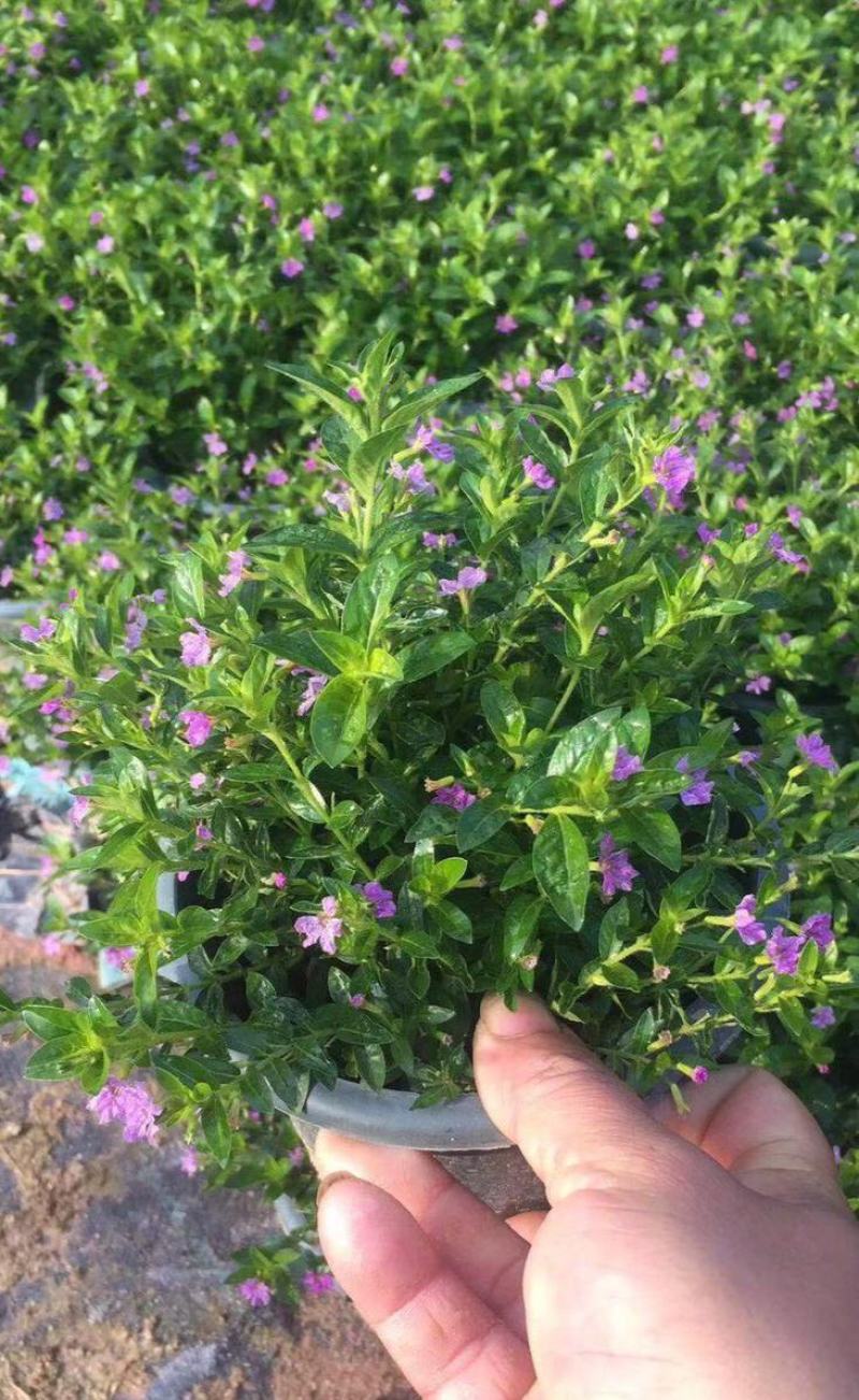 满天星盆栽带花苞植物室内阳台花卉绿植好养的花四季开花不断