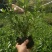 满天星盆栽带花苞植物室内阳台花卉绿植好养的花四季开花不断