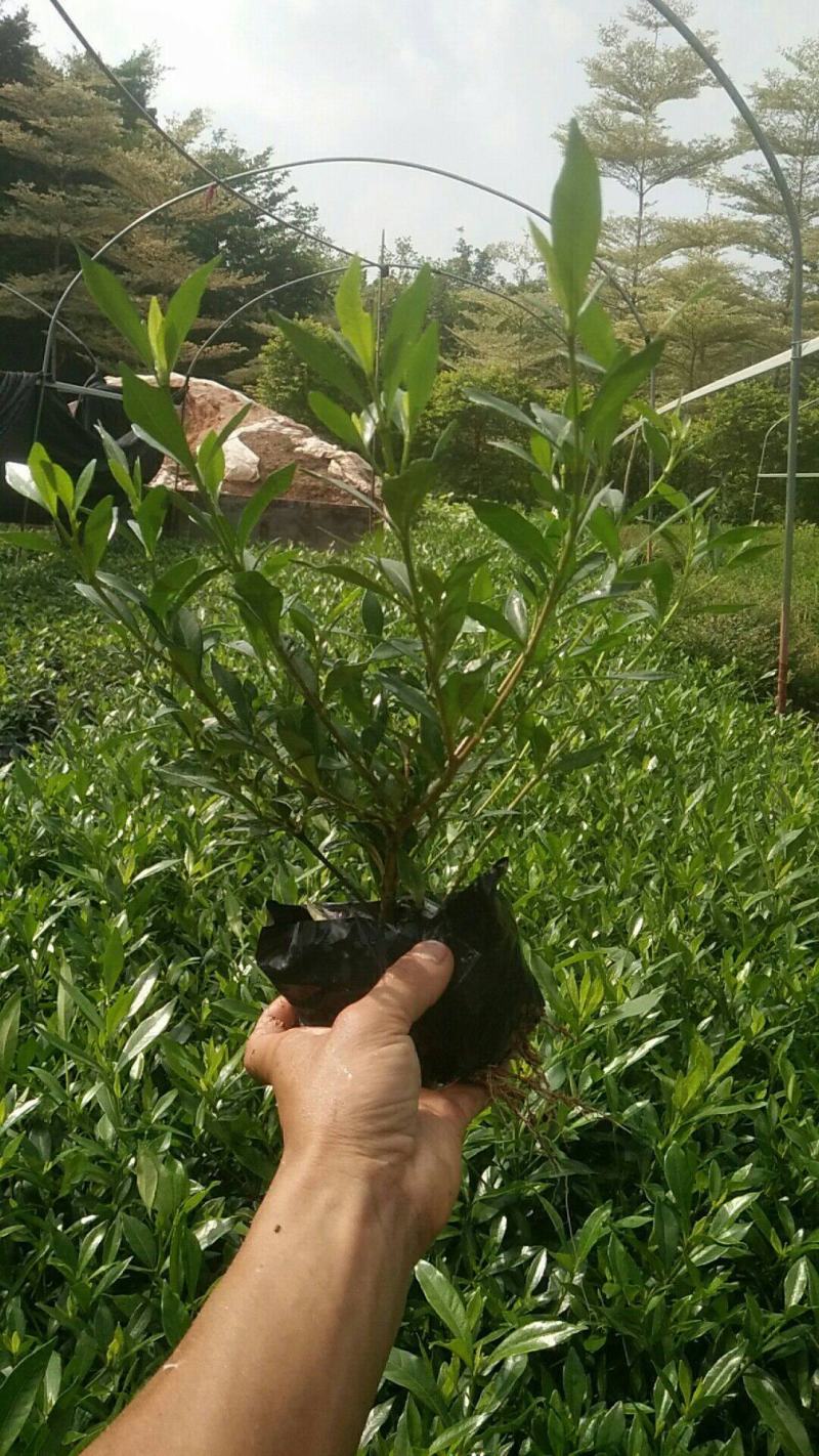 满天星盆栽带花苞植物室内阳台花卉绿植好养的花四季开花不断