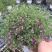 满天星盆栽带花苞植物室内阳台花卉绿植好养的花四季开花不断