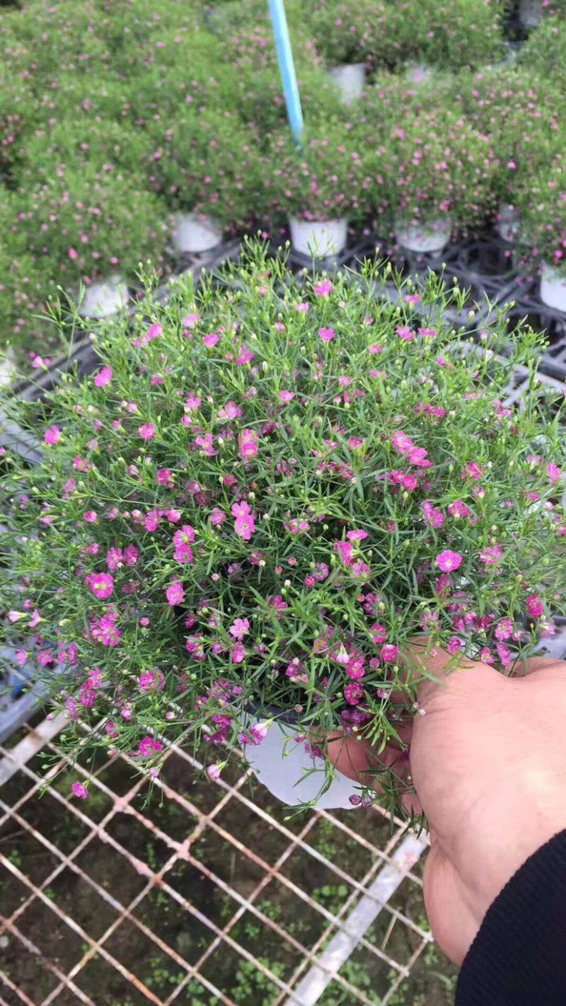 满天星盆栽带花苞植物室内阳台花卉绿植好养的花四季开花不断