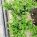 满天星盆栽带花苞植物室内阳台花卉绿植好养的花四季开花不断