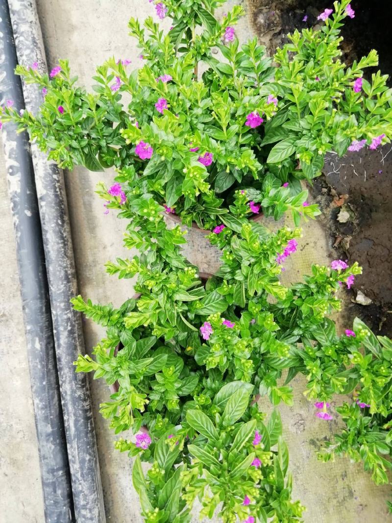 满天星盆栽带花苞植物室内阳台花卉绿植好养的花四季开花不断