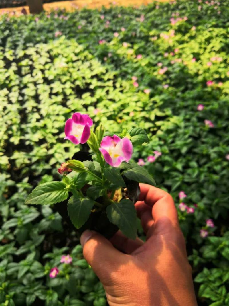 夏堇耐热耐晒花卉夏季盆栽室外阳台庭院植物好养耐活