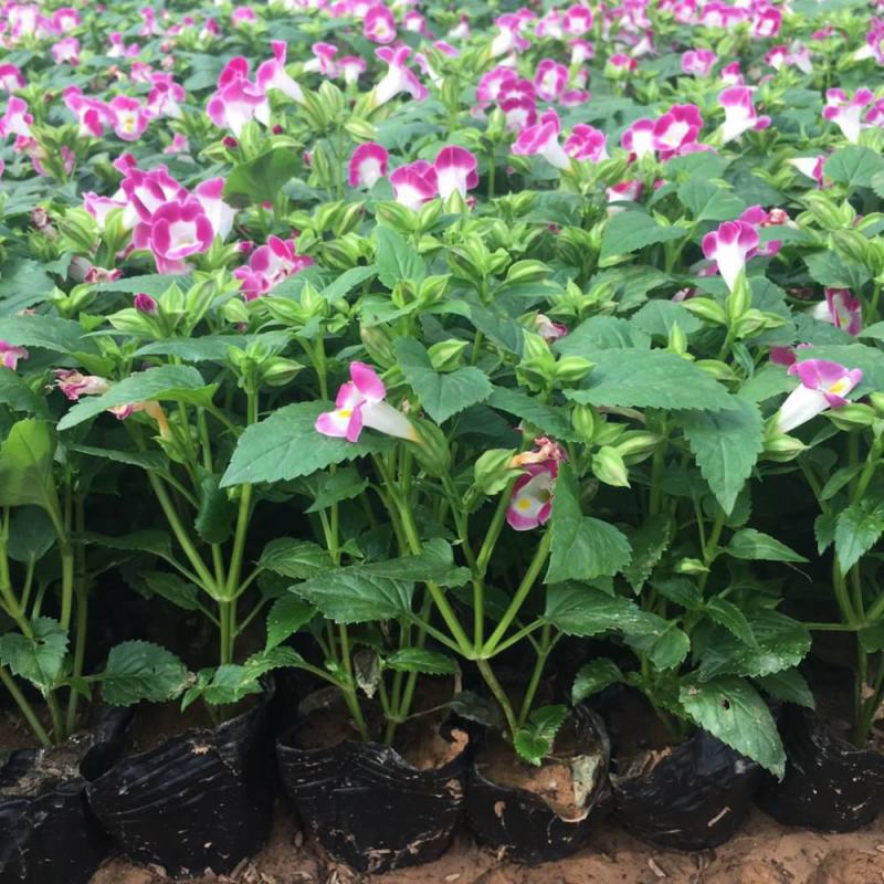 夏堇耐热耐晒花卉夏季盆栽室外阳台庭院植物好养耐活