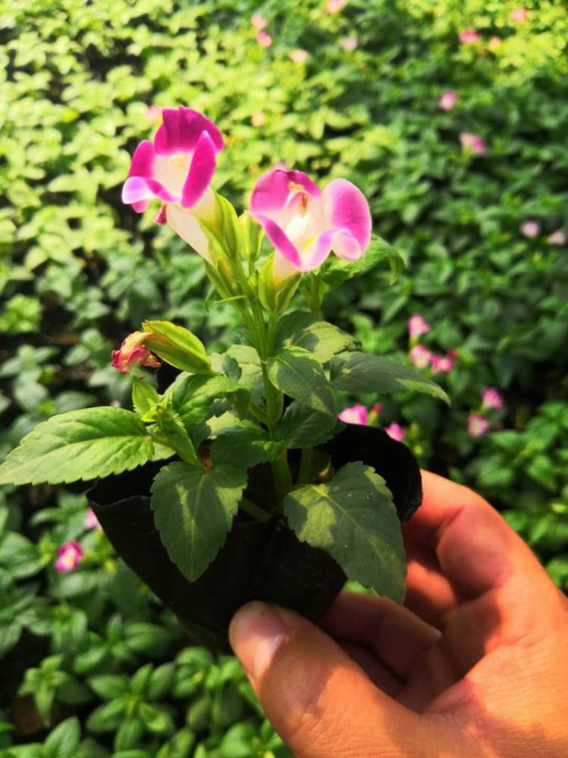 夏堇耐热耐晒花卉夏季盆栽室外阳台庭院植物好养耐活