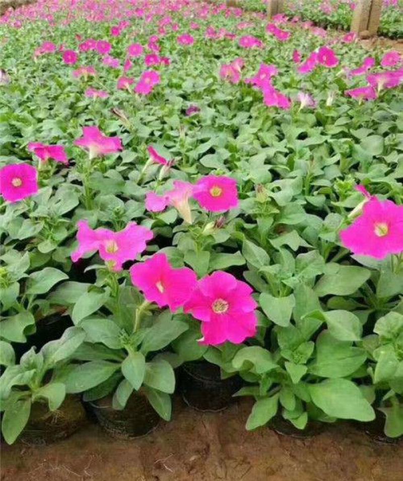 夏堇耐热耐晒花卉夏季盆栽室外阳台庭院植物好养耐活