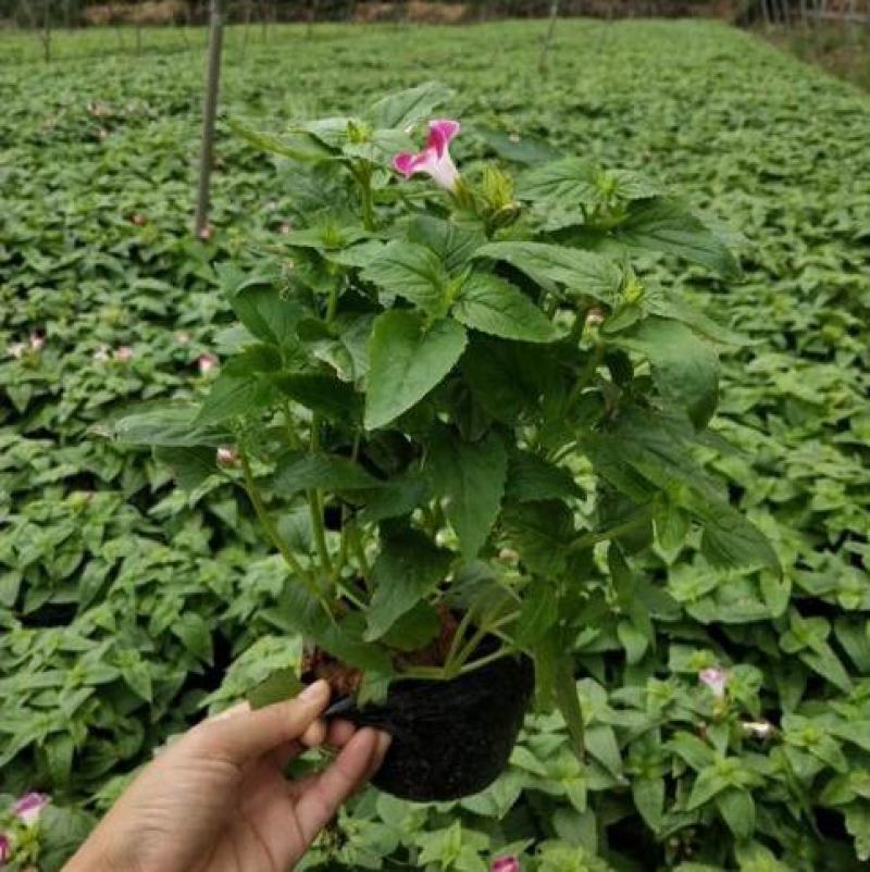 夏堇耐热耐晒花卉夏季盆栽室外阳台庭院植物好养耐活